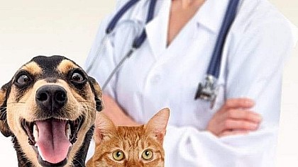 Começa hoje o agendamento para castração de cães e gatos em Fartura