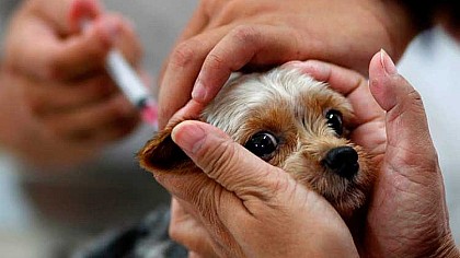 Vacinação antirrábica para cães e gatos ocorre neste sábado (22) em Cerqueira César