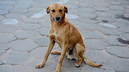 AVARÉ: Cães e gatos serão vacinados contra raiva nos dias 19, 20 e 21