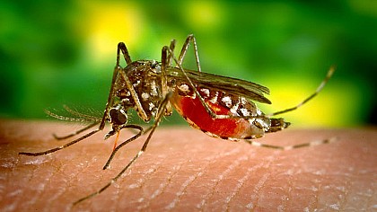 Vigilância Sanitária realiza nesta quinta-feira, 25, ação contra o mosquito Aedes aegypti em Avaré