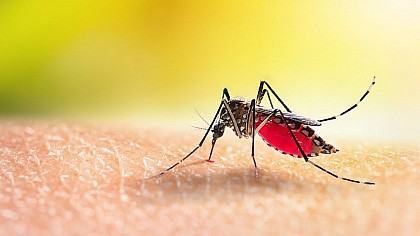 Avaré ultrapassa a marca de mil casos de dengue em 2024