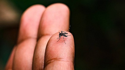 Dengue em São Paulo: Os numeros só aumentam
