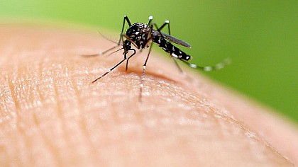 Avaré registra 12 casos de dengue em 2025 e reforça medidas preventivas