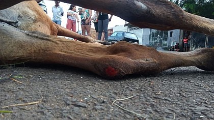 Resgato de Cavalo Vítima de Maus-Tratos em Avaré
